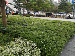 熊喵333采集到植物意向图