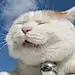 你是一只猪哈