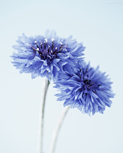 天很蓝蓝采集到花