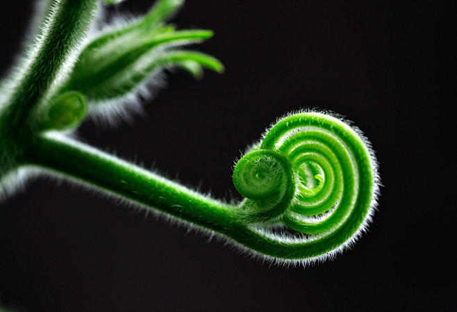 生机 植物 绿色 植物 特写 花蕾 无人...