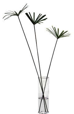 端树采集到植物类[素材]
