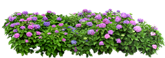 夏の殇采集到花事