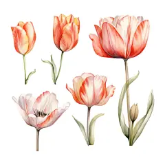 Set of watercolor tulip flowers clipart white background