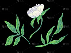白色,牡丹,植物学,黑色,铅笔,壁纸,植物群,春天,花