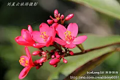 我在海南琼海租住的绿色生态小区什么样实拍, 刘星云旅游攻略