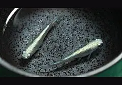 极龙-龍鱗ミユキメダカ_青鳉玩家