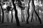 Misty pine forest摄影照片