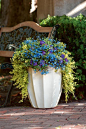 'Pennies from Heaven' is a blue and gold combination that will take the sun and heat of summer.