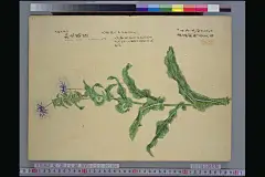 梅园草木花谱----夏卷4 - 【工笔画素材】 - 【中国工笔画论坛】 |工笔画|工笔画视频|工笔花鸟|工笔山水|工笔人物|