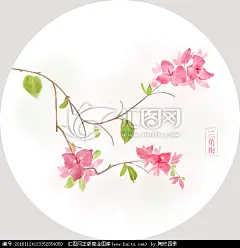  #水彩# 水彩三角梅 花卉扇面画  sai手绘花卉