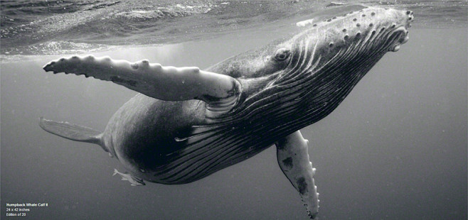 美国摄影师鲸鱼写真作品
这些叹为观止的鲸...