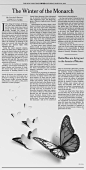 New York Times "The Winter of the Monarch" on Behance