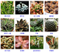 【图鉴】多肉植物的品种大全（215个品种）-8