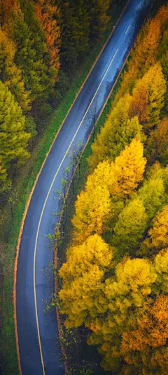 俯视 秋季 森林 美丽 公路风景 高清 手机壁纸