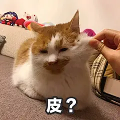 你的表情包来了。。。。