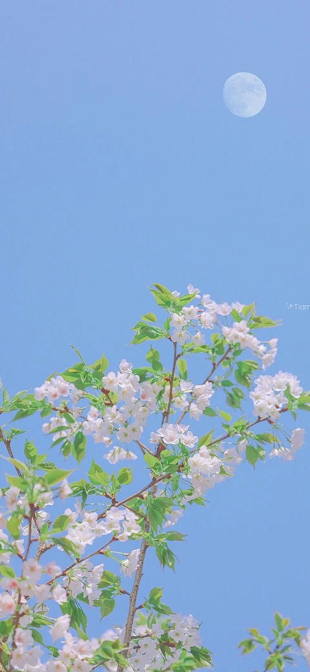 《浅笑安然》
