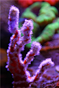 2011年封缸之作（3.12 P4大量更新微距照片） - 第2页 - 软珊瑚礁岩生态缸(LPS Reef Tank) - CMF海水观赏鱼论坛 - Powered by Discuz!