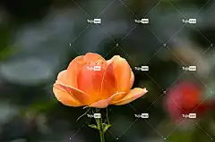 橙色的 花 墙纸 开花 盛开 植物群 桌面壁纸 高清背景 特写