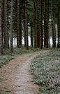 brown road surrounded by trees