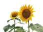 花5