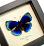 Callithea optima real Blue  butterfly butterflies from Peru framed in an Archival Conservation Display