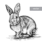 手绘黑白稿素描兔子动物羊鸡马插图海报 AI矢量设计元素  (5)