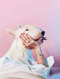 @KaufmannsPuppy