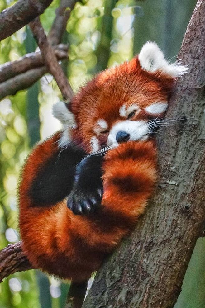 小熊猫

Red Panda | Ama...