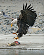 Eagle, bald eagle, fish, swoop, talons, birds of prey: 