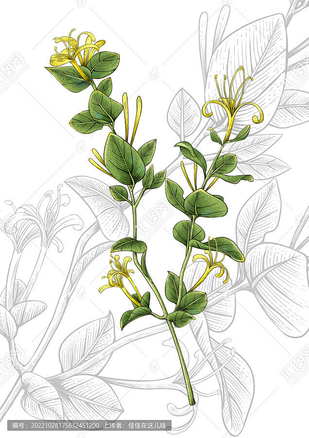 手绘金银花插画包装小元素