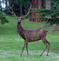 Wicker Sculpture - Scone Stag by Trevor Leat.: 