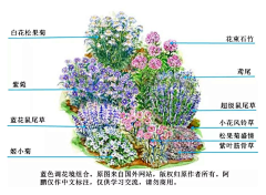 NovaBossa采集到植物