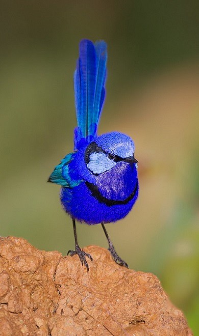 fairy wren 