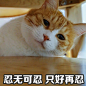 橘猫表情