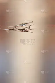 鳄鱼，池塘溜冰者