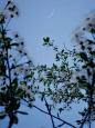 Free 光, 分公司, 园林花卉 的 免费素材图片 Stock Photo