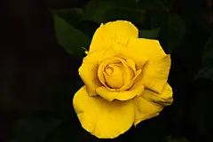 玫瑰花高清摄影素材