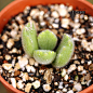 熊童子Cotyledon ladismithiensis