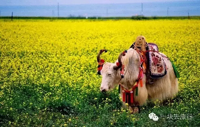 夏天的青海湖，平均气温也只有18°C左右...