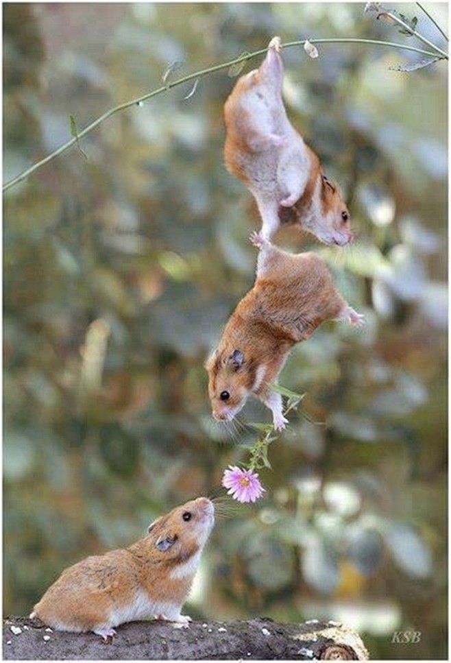 松鼠的爱 松鼠给他的女朋友花