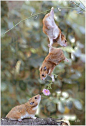 松鼠的爱 松鼠给他的女朋友花，kevin741963的图片墙-搜狐相册