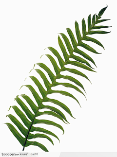 何小囡采集到植物