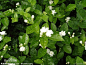 茉莉花图片_百度百科茉莉，学名Jasminum sambac (L.) Ait，直立或攀援灌木，小枝被疏柔毛。果球形，径约1厘米，成熟时紫黑色。花期5～8月，果期7～9月。原产于印度、巴基斯坦，中国早已引种，并广泛地种植。茉莉喜温暖湿润和阳光充足环境，其叶色翠绿，花朵颜色洁白，香气浓郁，是最常见的芳香性盆栽花木。茉莉有着良好的保健和美容功效，可以用来饮食，可用于茉莉花茶的制作。茉莉花是菲律宾、突尼斯、印尼的国花，象征着爱情和友谊。