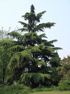 AAdara采集到华北植物图鉴