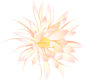 黄色植物白色插画唯美粉色手绘花卉彩色花朵图片
