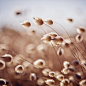 billyw738:

dancing grasses (by {JO})
