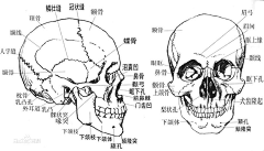 惹不起！躲不起采集到头骨