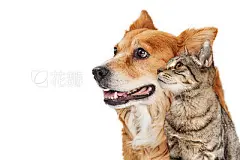 Cat and dog closeup looking Side