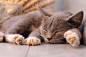 睡觉的可爱小猫高清摄影图片。猫，通常指家猫，在现代汉语中多称猫咪，为小型猫科动物，是为野猫（又称斑猫；Felis silvestris）中的亚种。