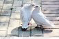 站在地上的两只白鸽高清摄影素材图片，桌面壁纸